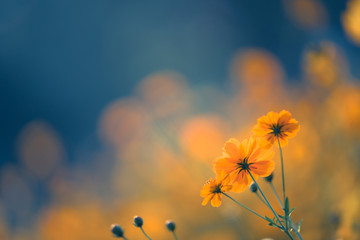 白茶有哪些品种 前十名