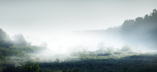 白茶有哪些品种 前十名