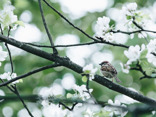 白茶有哪些品种 前十名