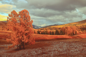 白茶有哪些品种 前十名