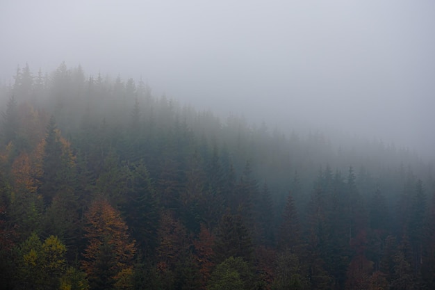 白茶有哪些品种 前十名