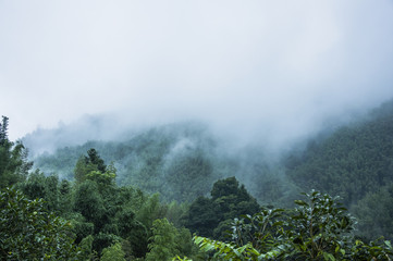 白茶有哪些品种 前十名